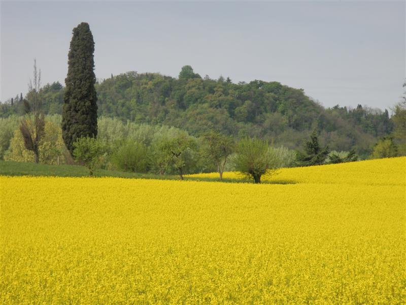 Villa La Rotonda surrounded by yellow rapeseed field