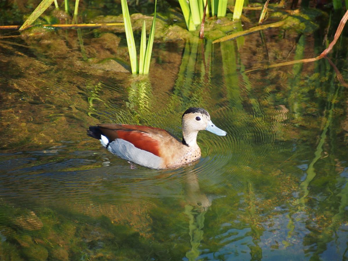 Fauna a Costabissara in roggia Contarina